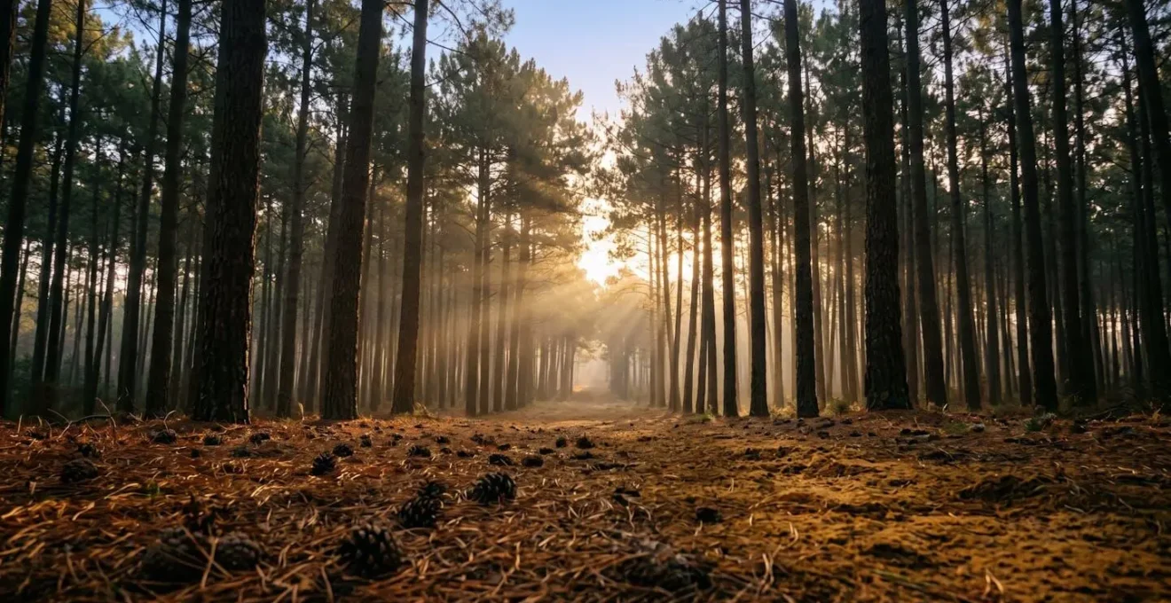 Vue immersive d'une forêt de pins méditerranéens au lever du soleil avec brume matinale, troncs élancés et rayons lumineux dorés filtrant à travers la canopée